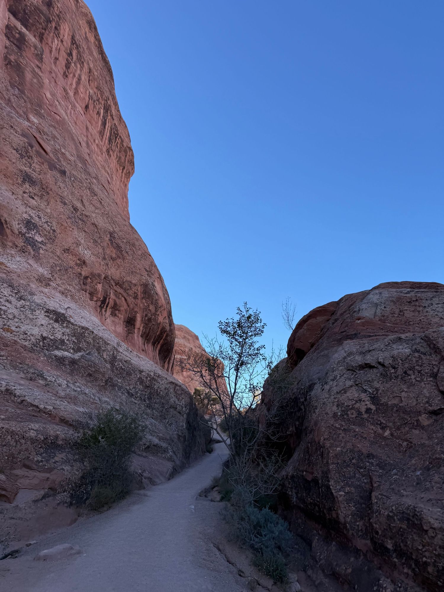 A winding dirt trail curves through towering red rock canyon walls under bright blue skies in a desert landscape.