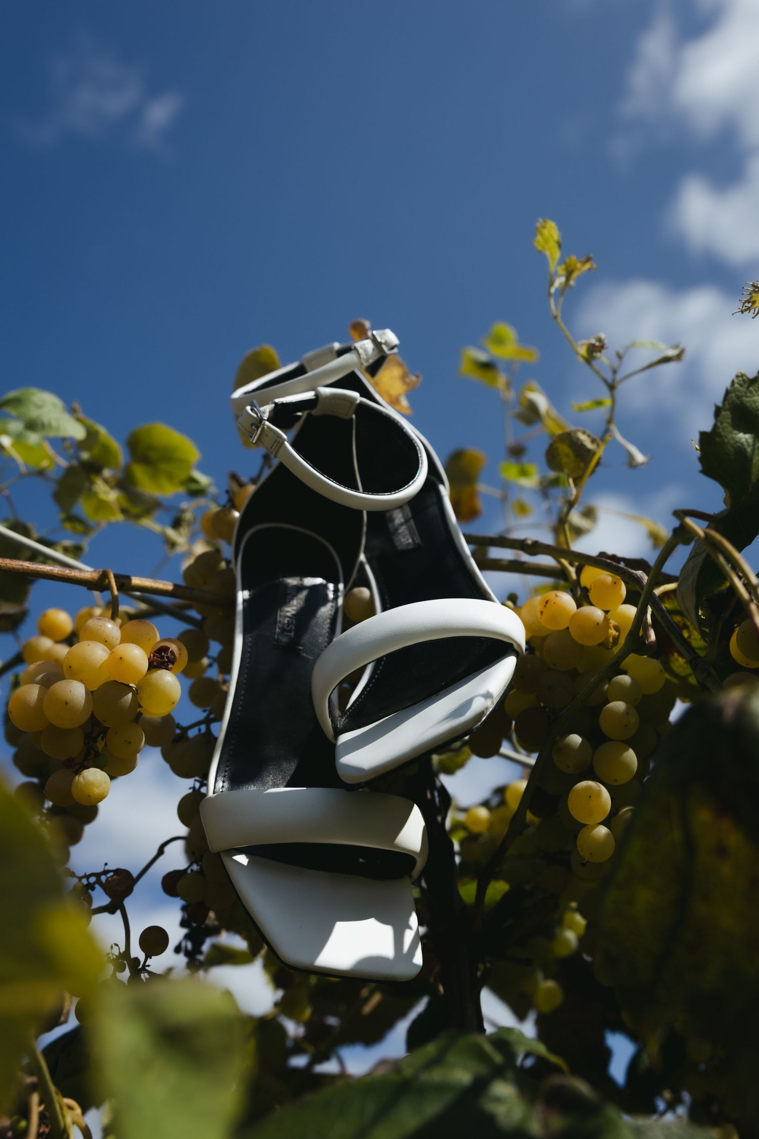 A flash unit for photography sits among grape vines with green leaves and yellow grapes against a blue sky.