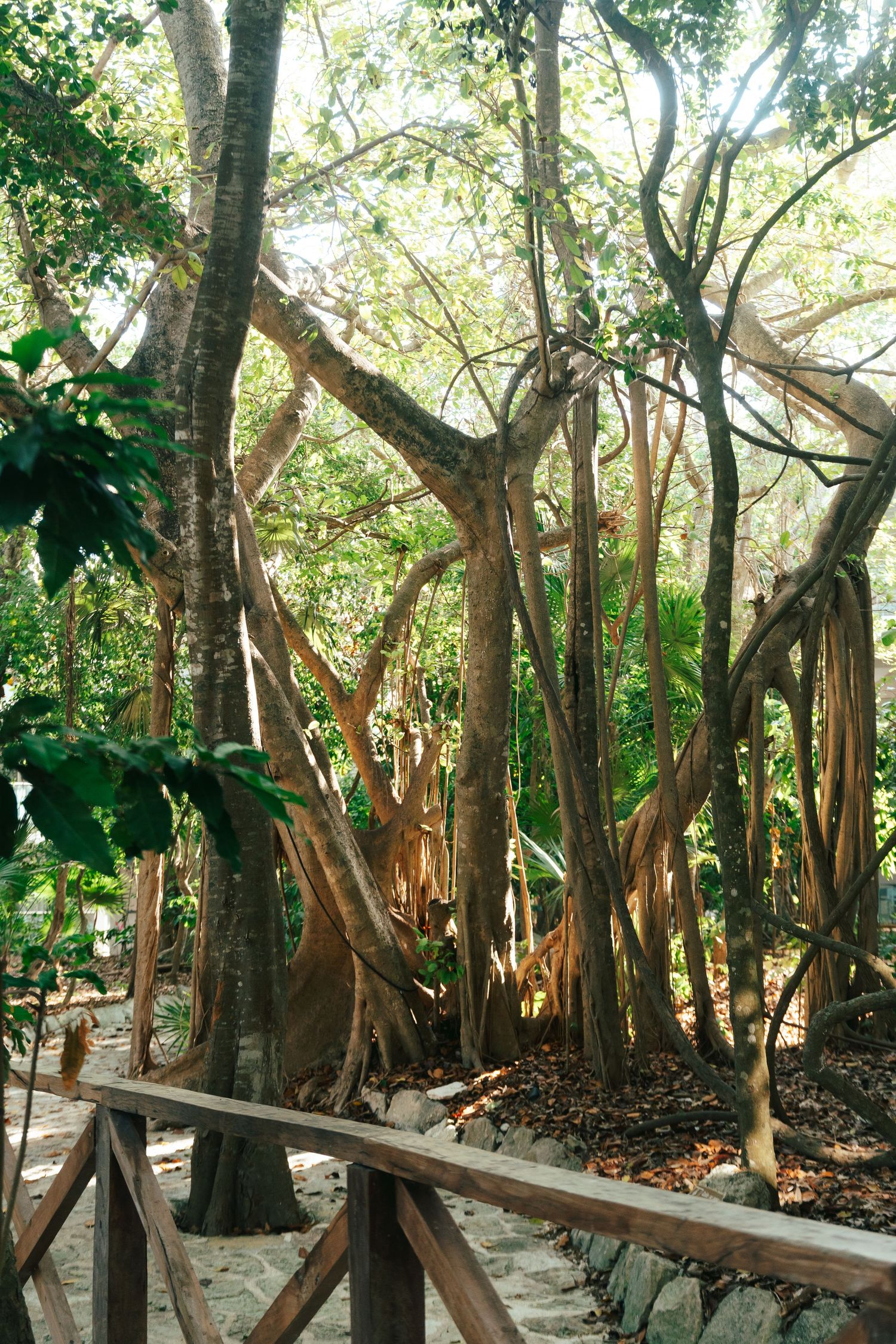 Lush tropical forest path with dramatic banyan tree aerial roots and wooden fence railing in dappled sunlight.