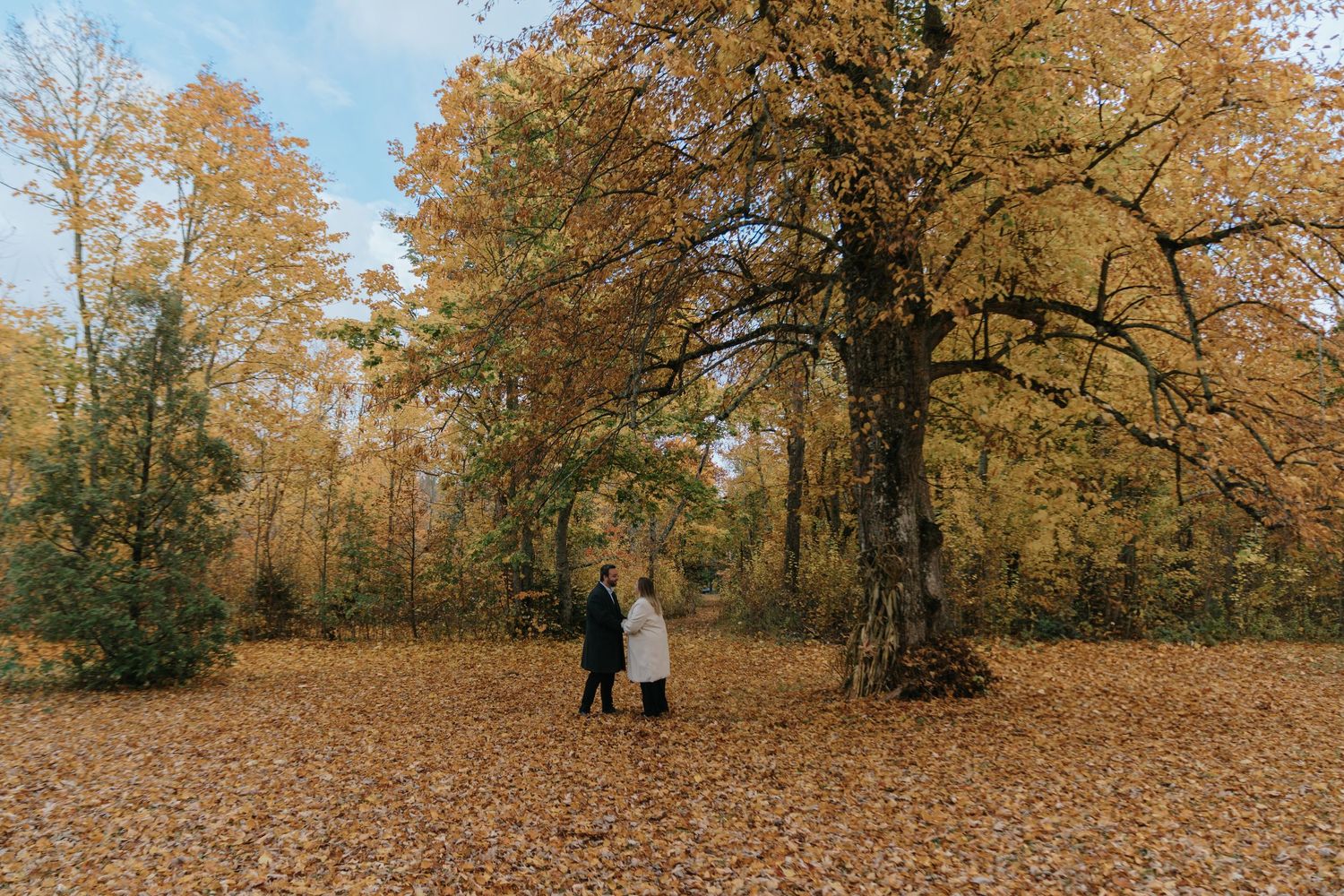 Autumn trees with golden leaves frame a scenic park pathway.