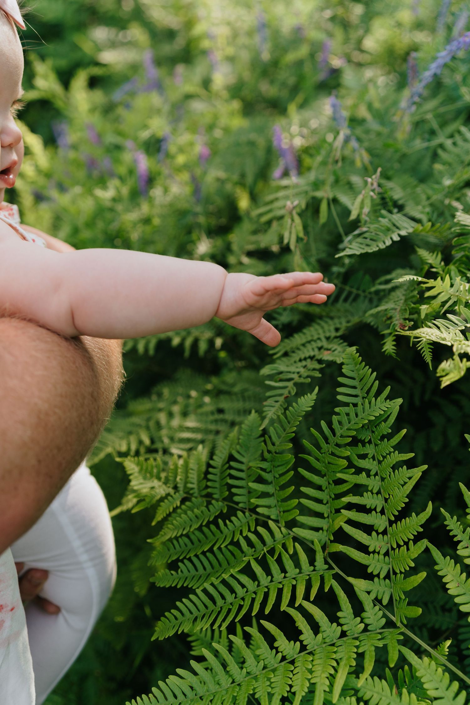 Small hands reach out to touch lush green fern fronds growing in a garden setting.