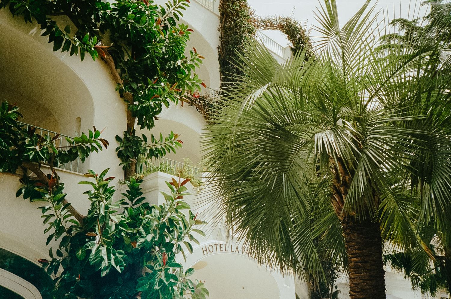 Tropical garden setting in Italy with lush palm trees and green foliage.