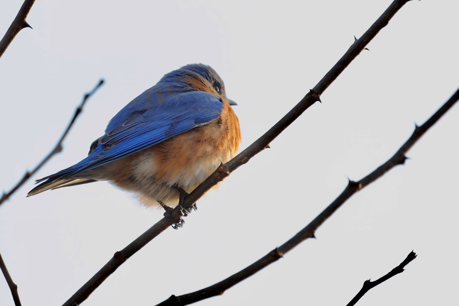 Bluebird with fluffed feathers rests on thin branch against white sky.