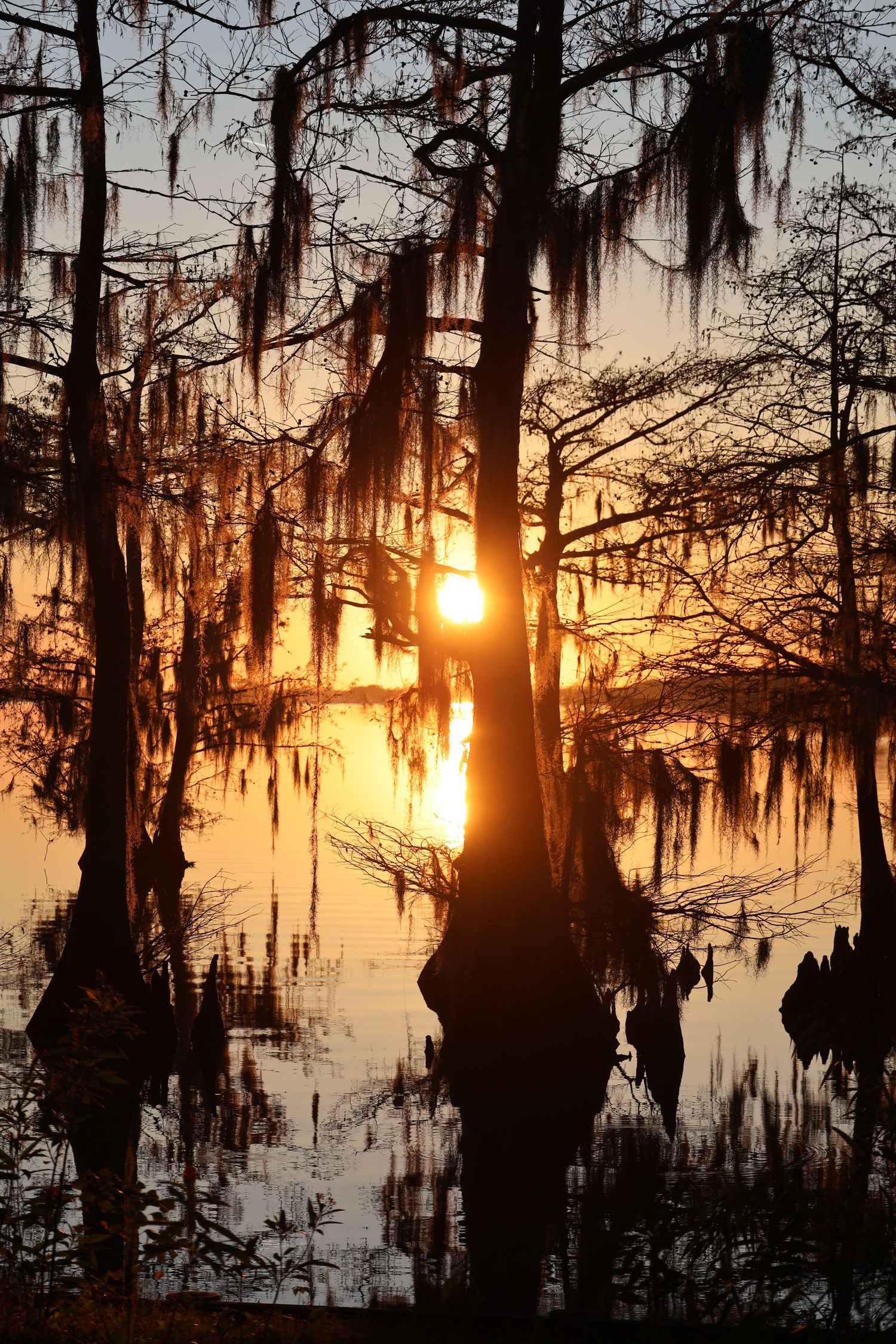 Spanish moss hangs from cypress trees silhouetted against golden sunset over swamp waters.