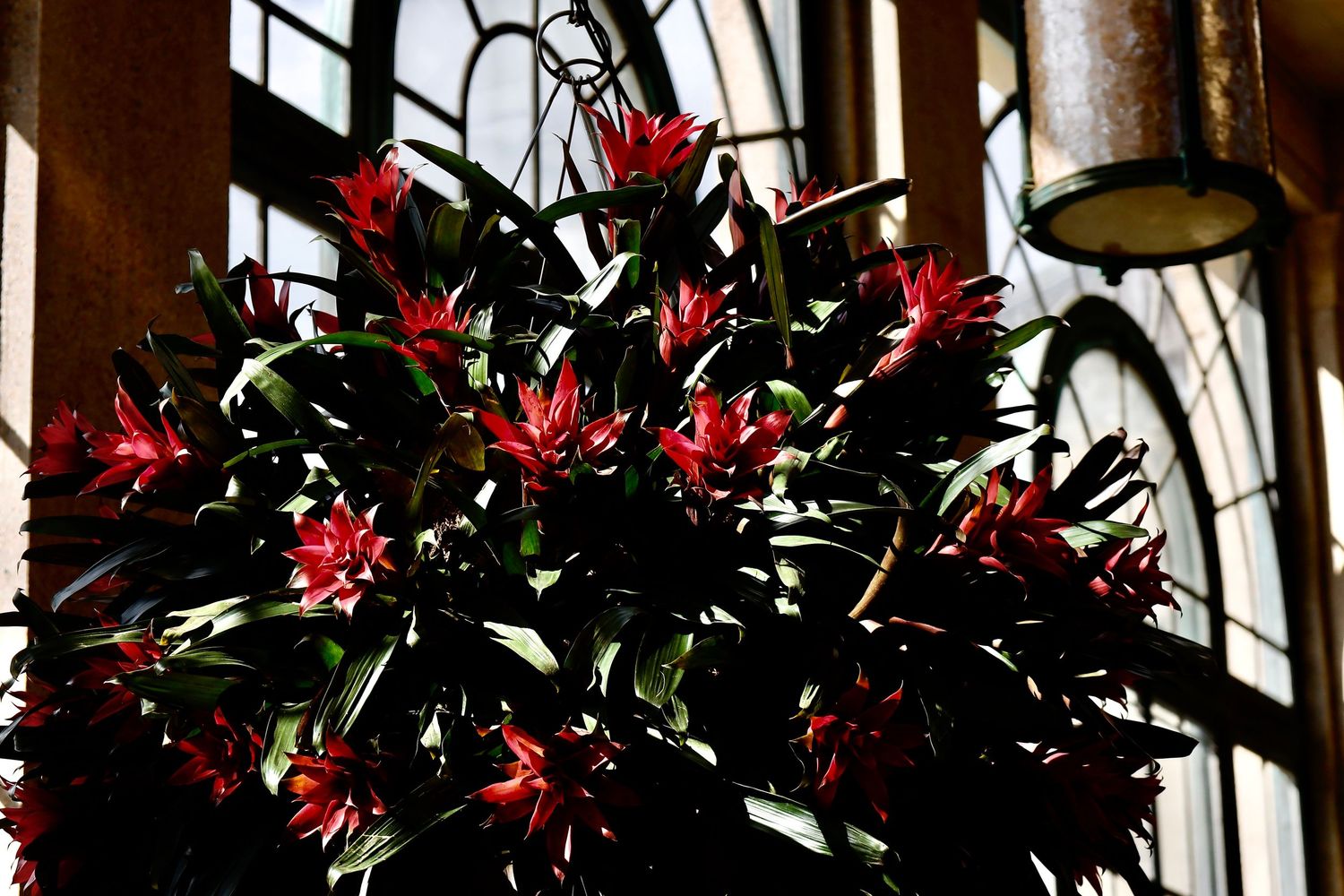 Bright red tropical flowers blooming against sunlit windows in dramatic lighting.