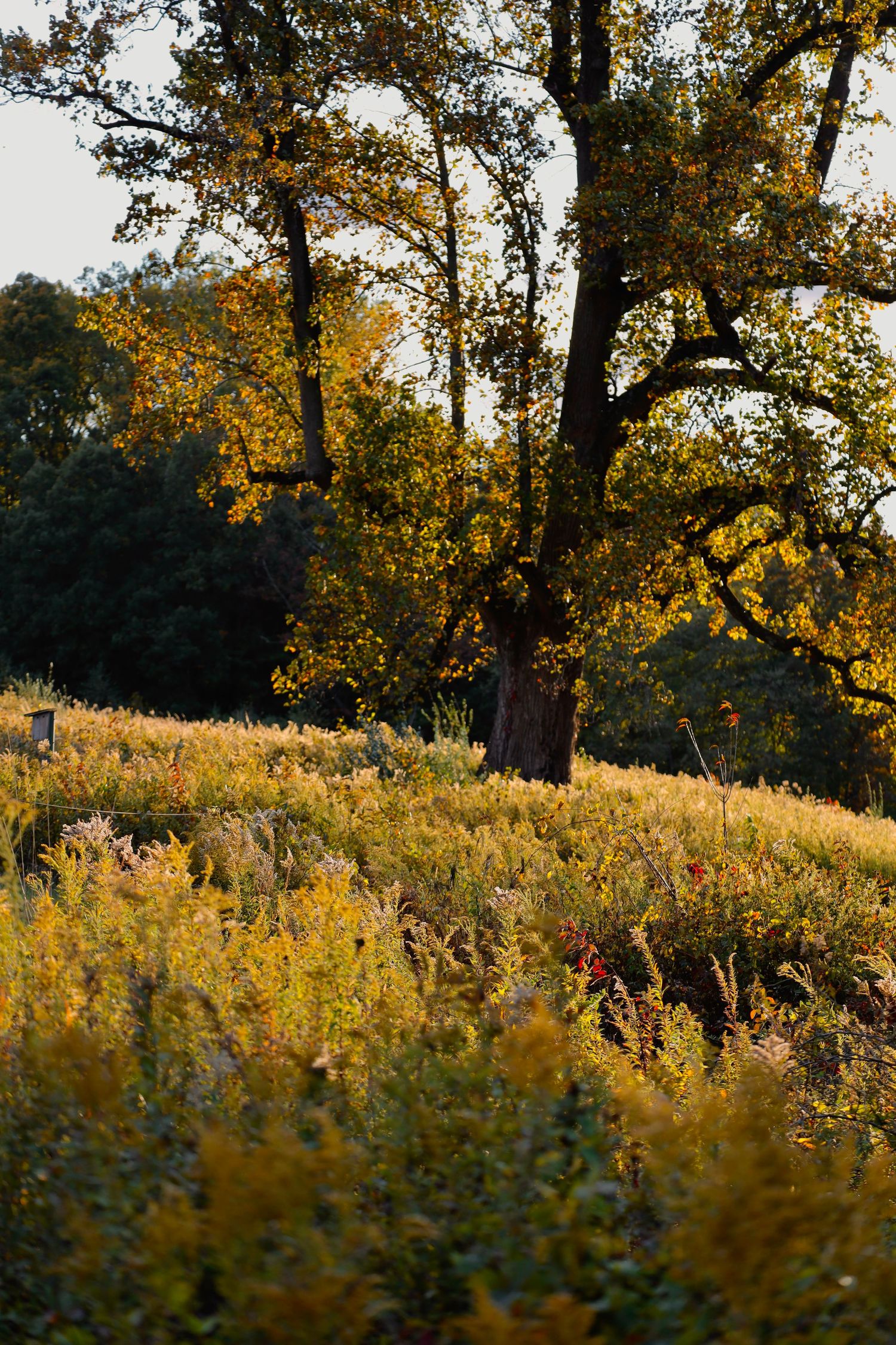 Tall tree with golden leaves stands in a sunlit meadow of tall grass during fall.