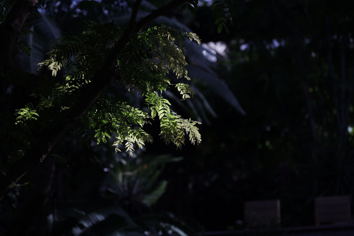 Sunlit green fern leaves against a dark background creating a dramatic natural contrast.