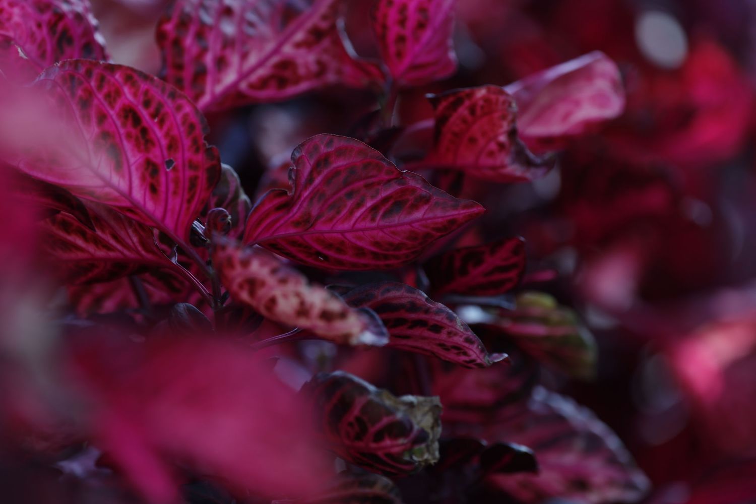 Deep burgundy colored coleus leaves with delicate veining create a rich autumn display in selective focus.