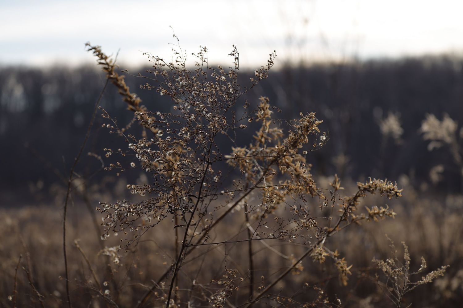 Dried winter plants silhouetted against a misty forest background.