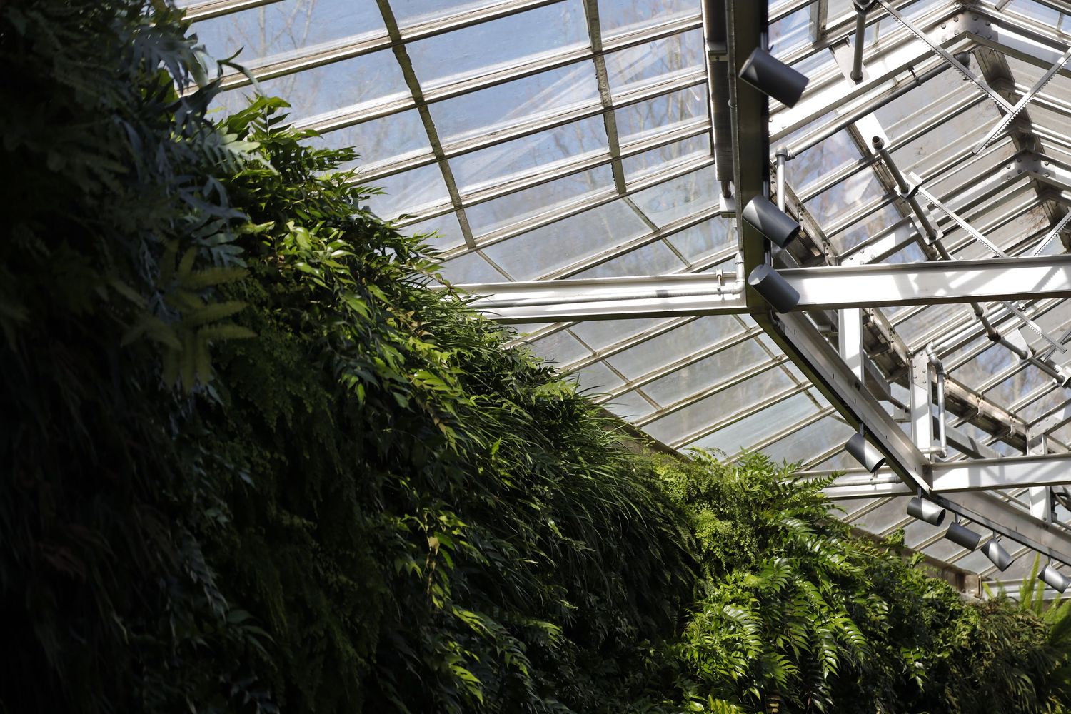 Interior view of a greenhouse showing lush green plants growing beneath angled glass panels and metal support beams.
