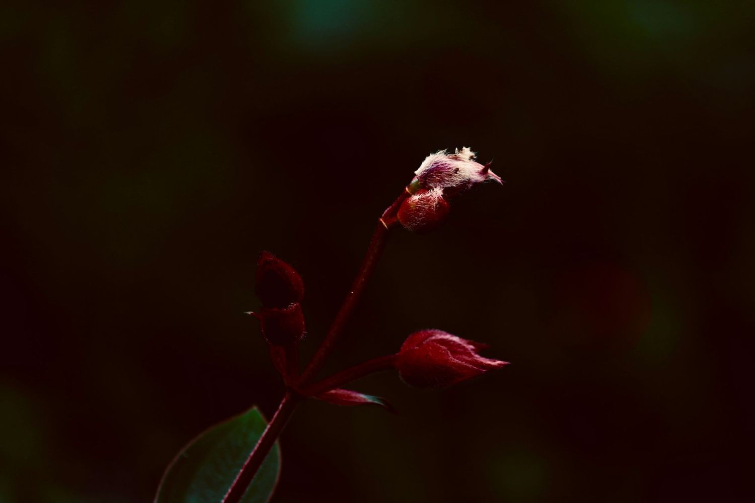 Close-up of a delicate red flower bloom against a dark blurred background.