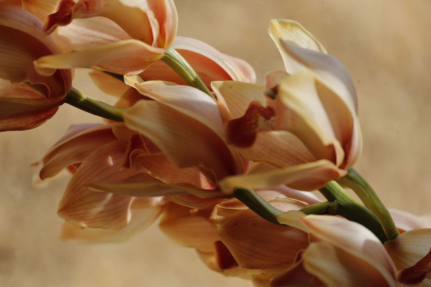 Close-up macro photograph of delicate peach and pink orchid petals against a soft blurred background.