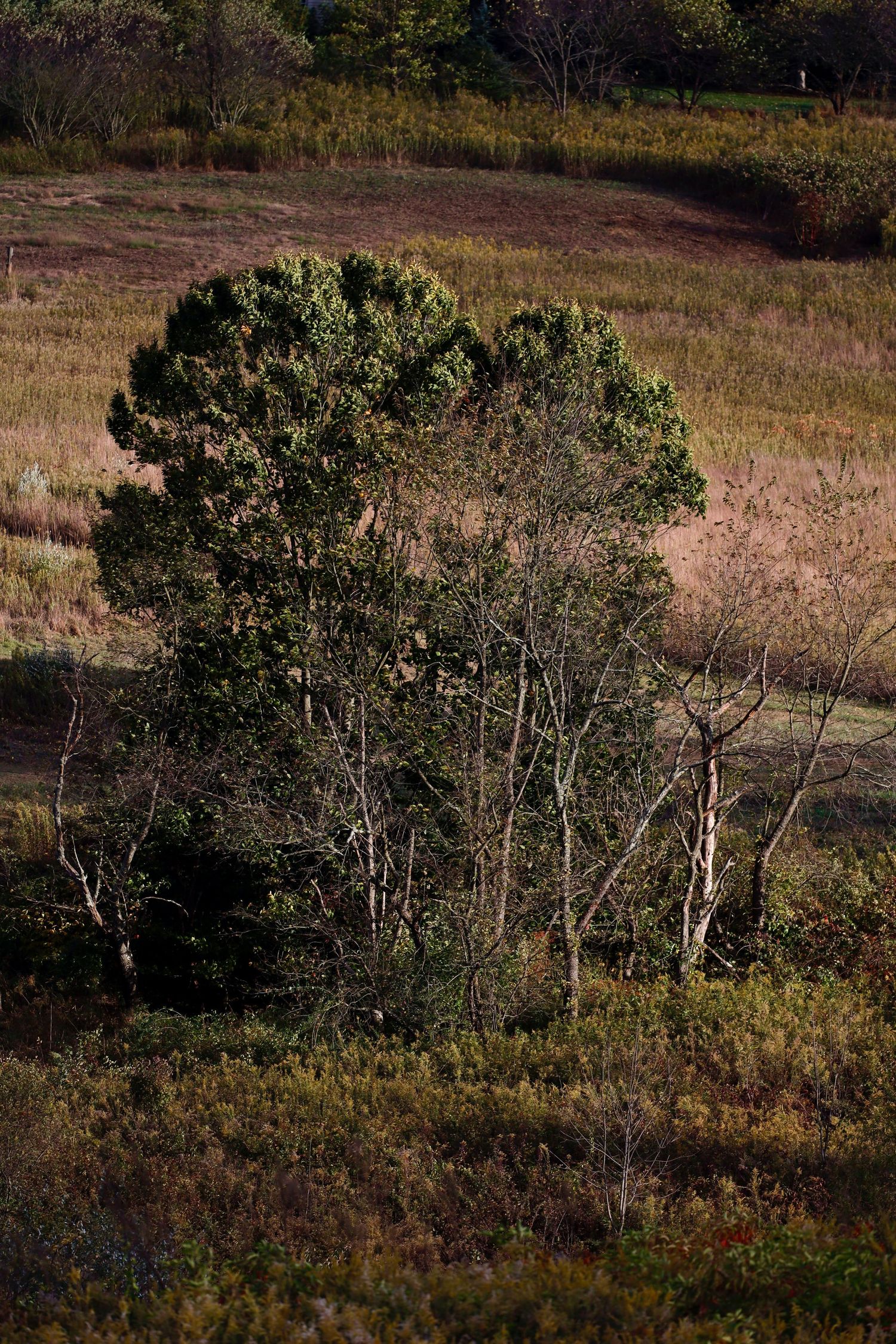 Lone evergreen tree stands in a brown field surrounded by autumn vegetation.