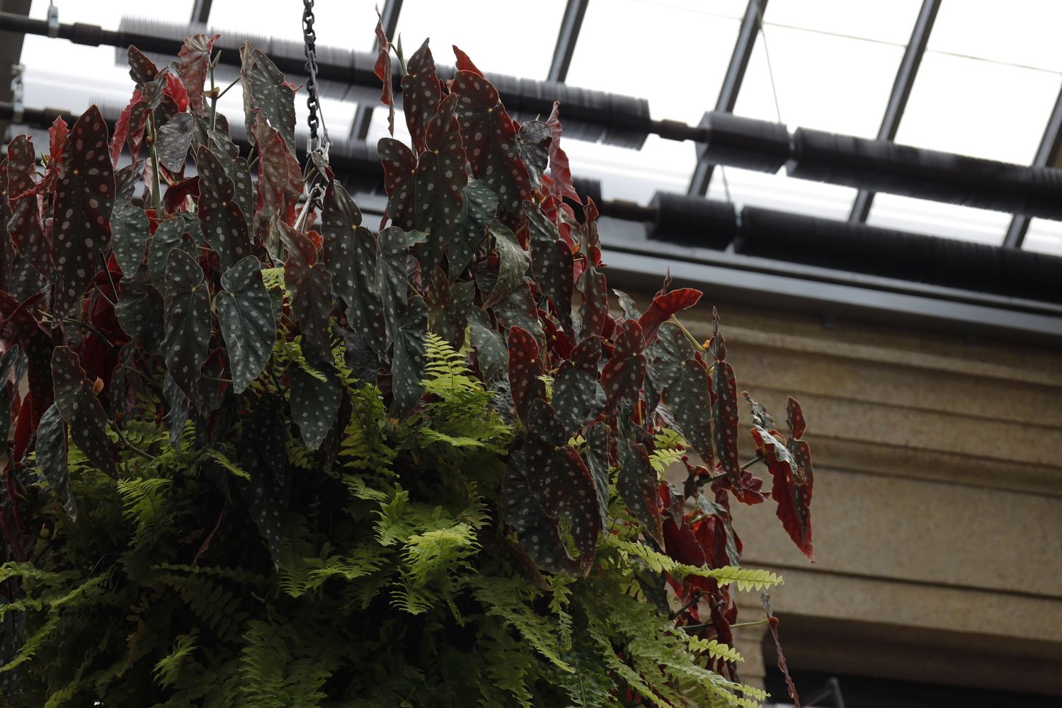 Red hanging amaranth flowers and green foliage drape down from a greenhouse ceiling.