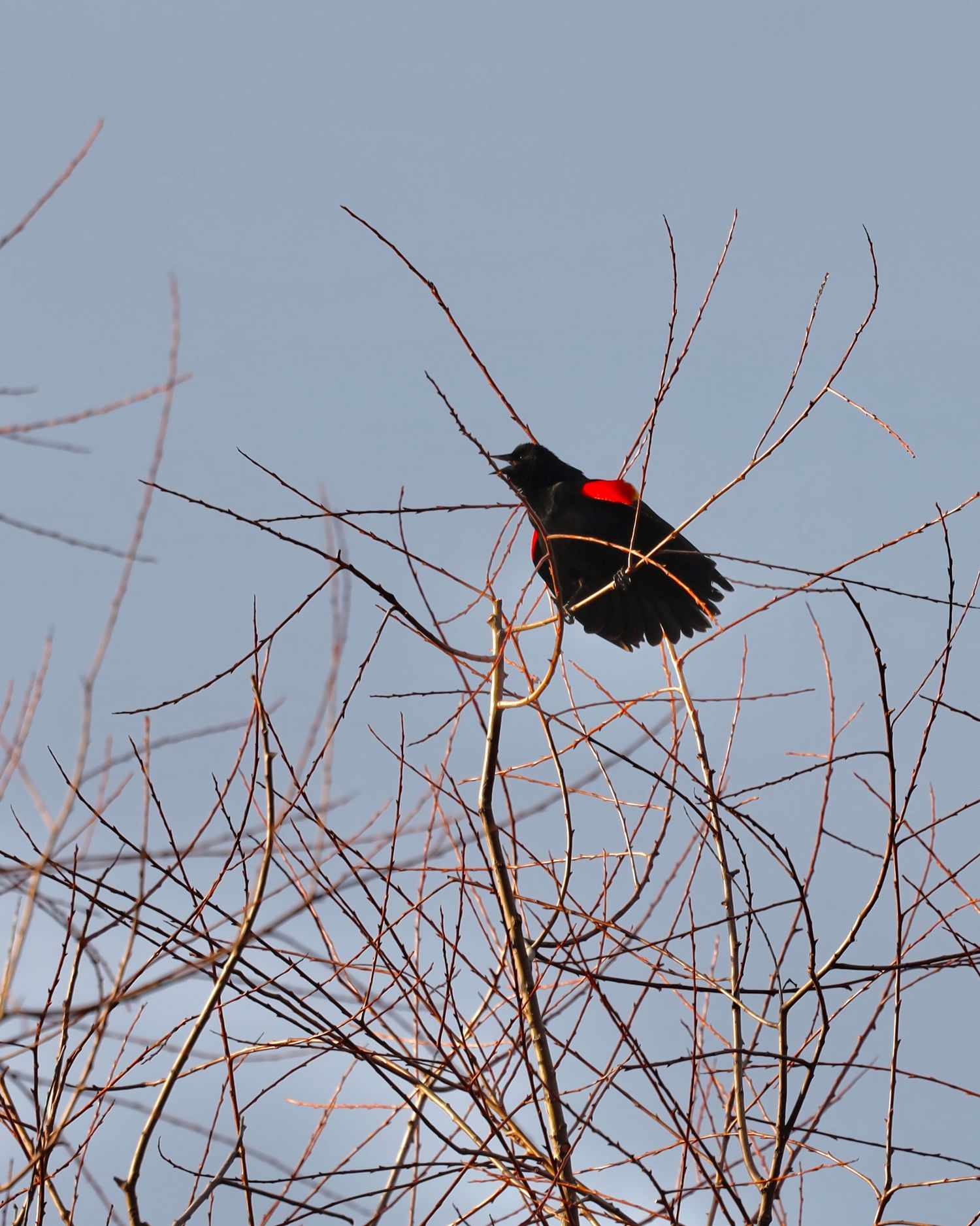 A red-winged blackbird perches on bare winter branches against a pale blue sky.