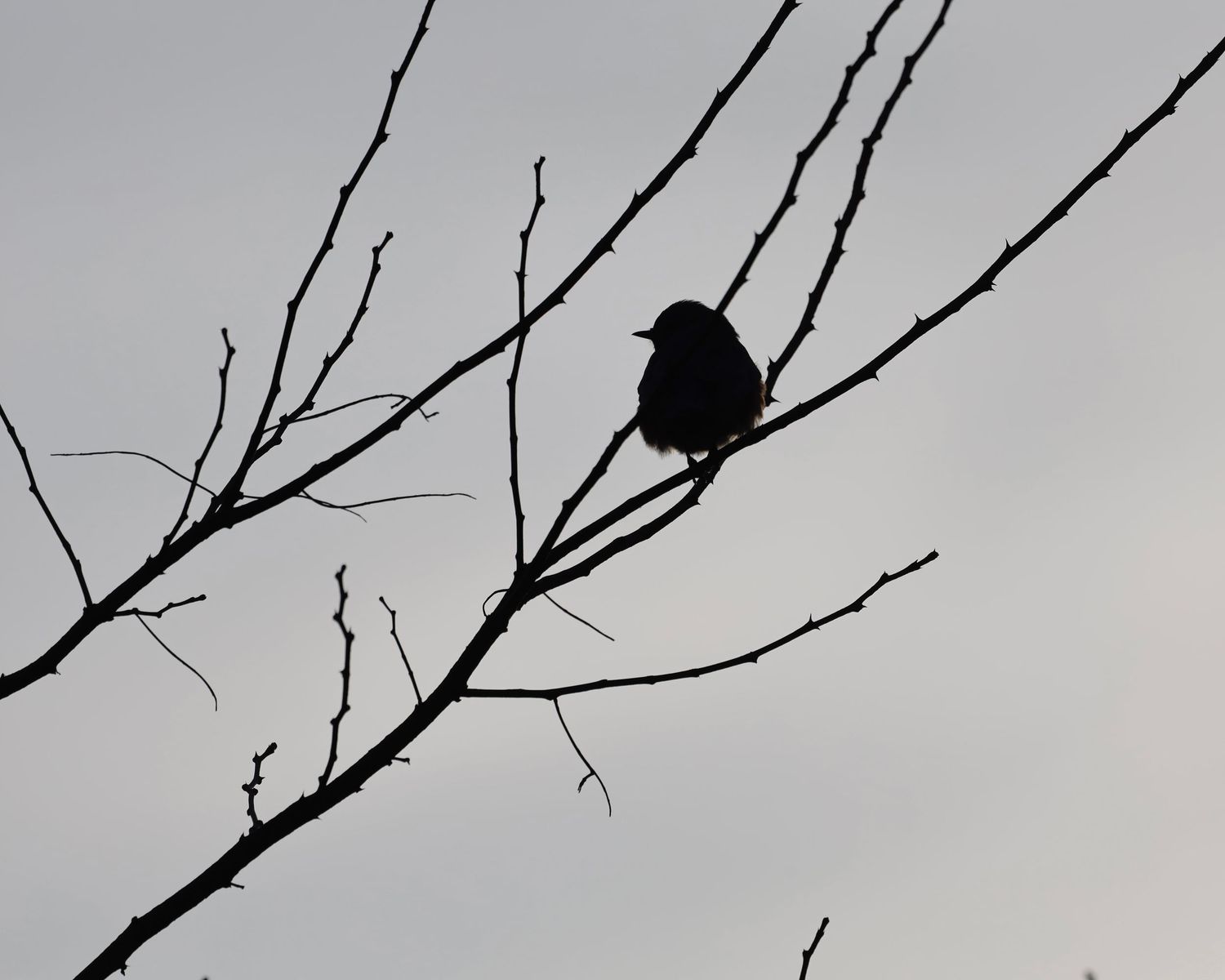 Small bird silhouette rests on thin bare branches against gray sky.
