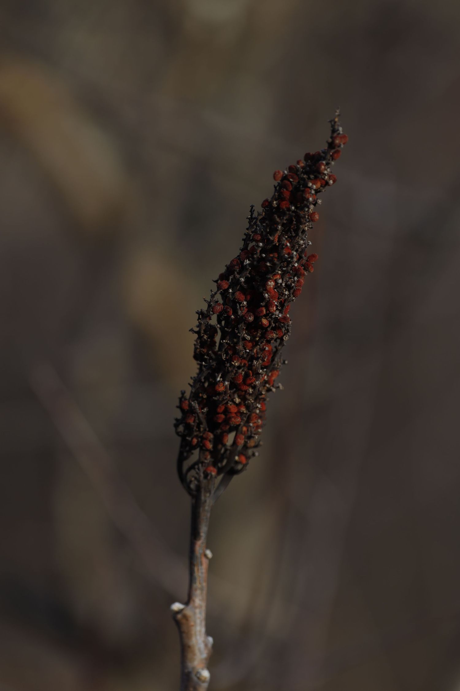 Dark flowering plant spike with red berries against blurred background in moody lighting.