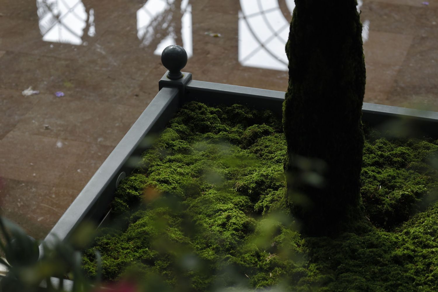Lush green moss growing in a contained terrarium display with natural lighting streaming through windows.