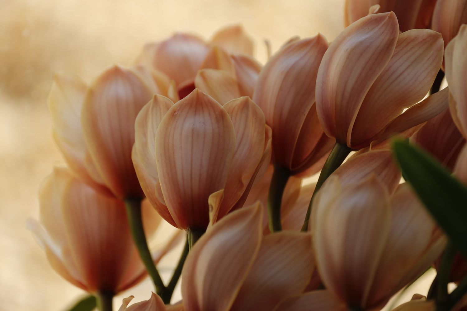Soft focus macro shot of pink tulips with delicate petals in warm lighting.