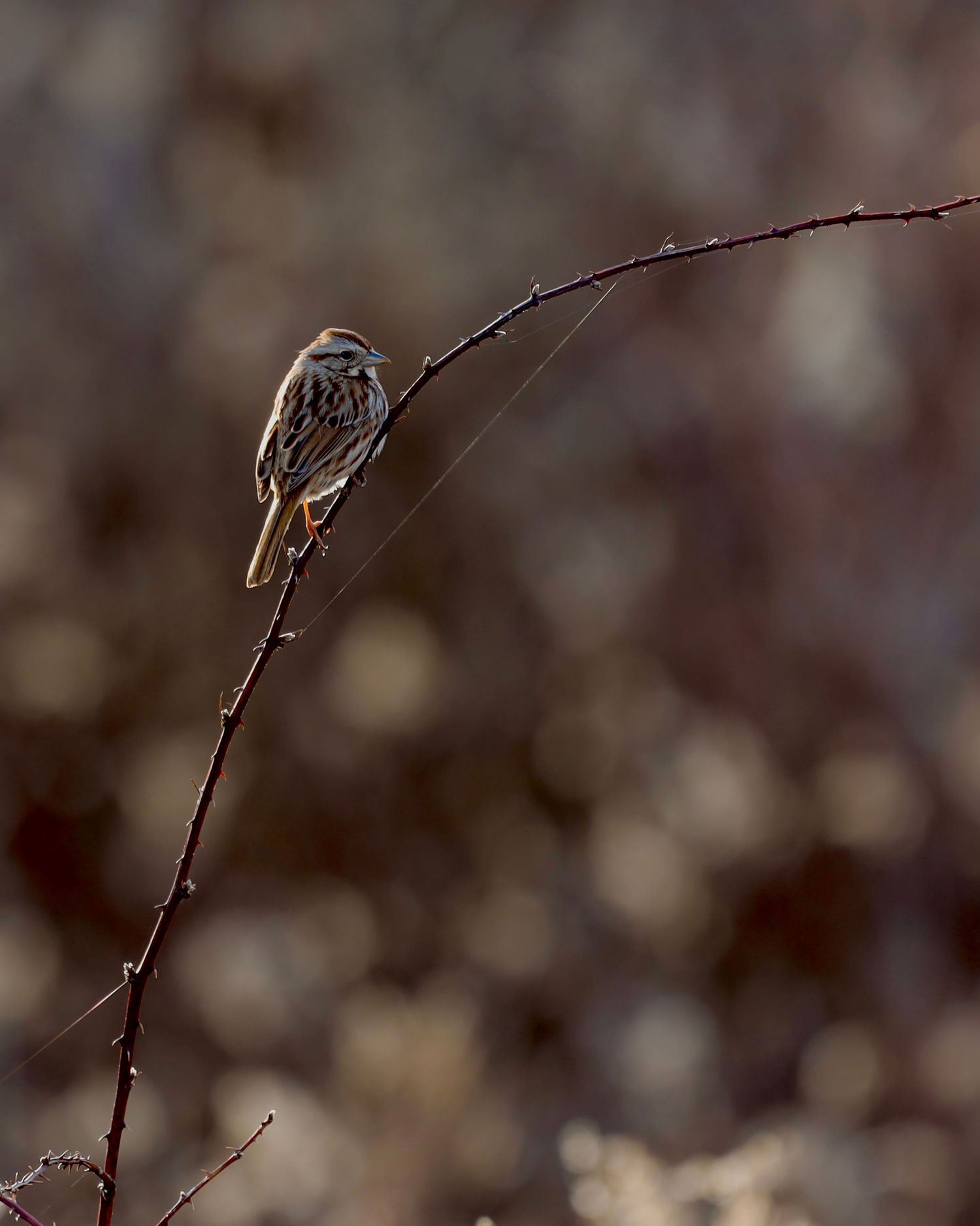 Small bird perched on a thin bare branch against a blurred natural background.