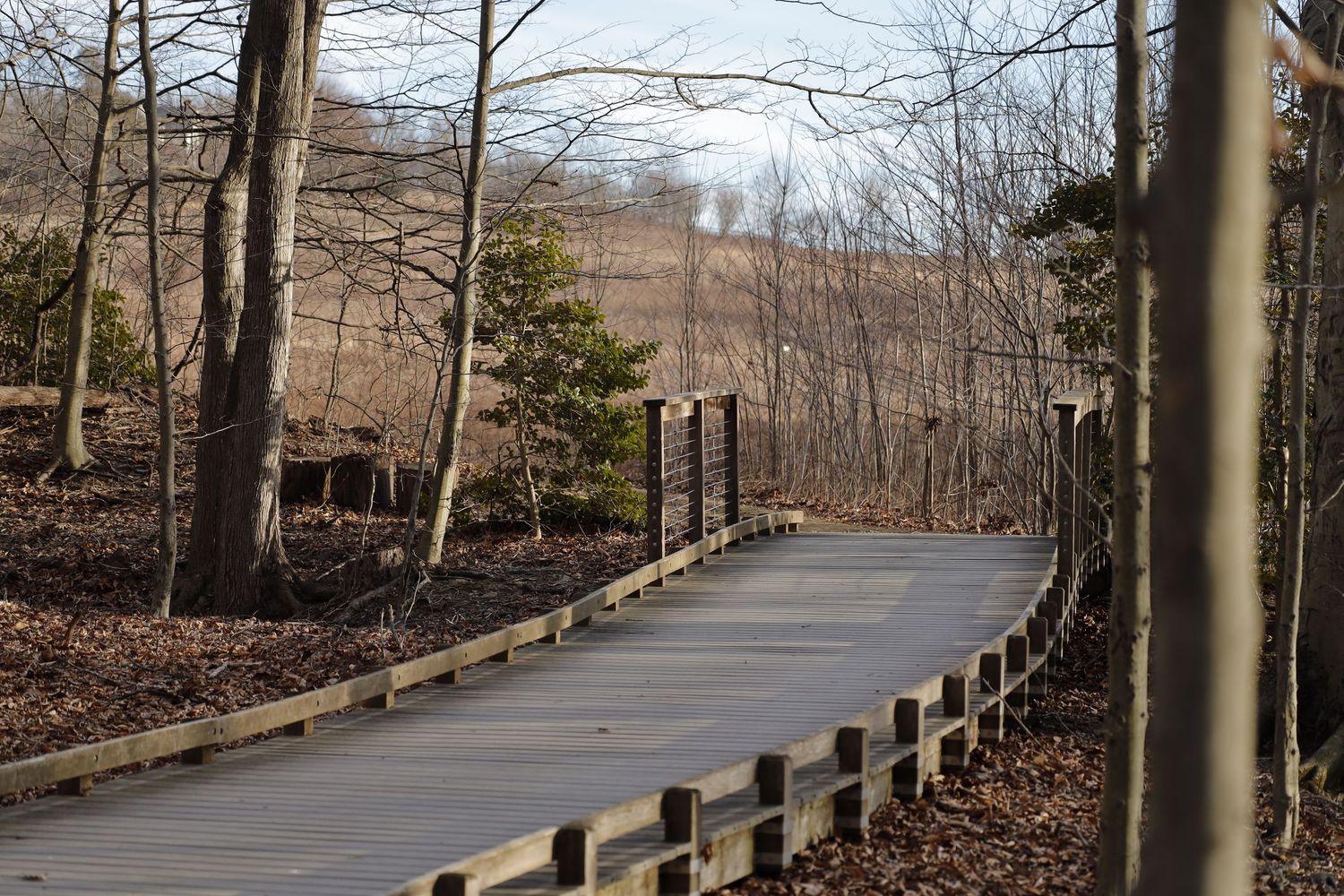 Curved paved path with wooden railings through bare winter woods.