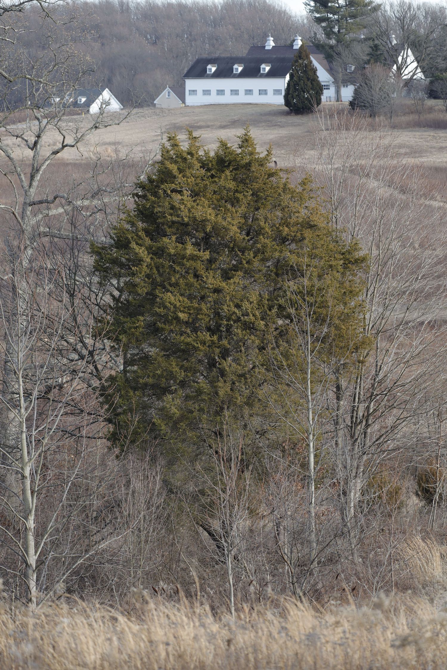 White farmhouse on hilltop with evergreen tree in winter landscape.