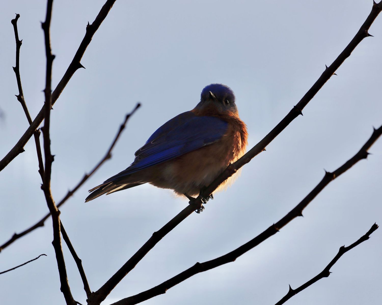 Eastern bluebird with orange breast perches on bare winter branch at dusk.