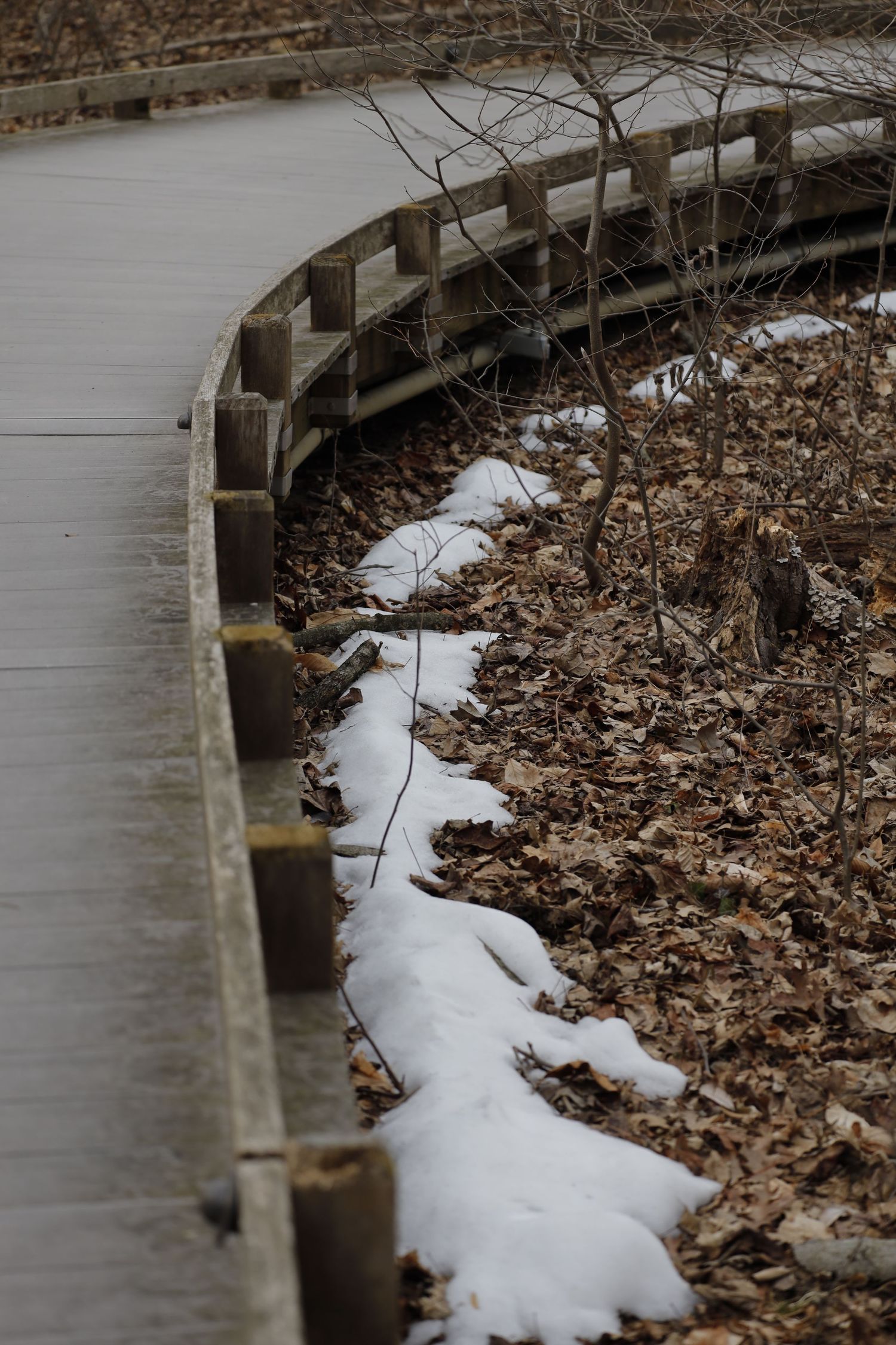 A curved wooden boardwalk path with melting snow and brown fallen leaves along its edge during winter.