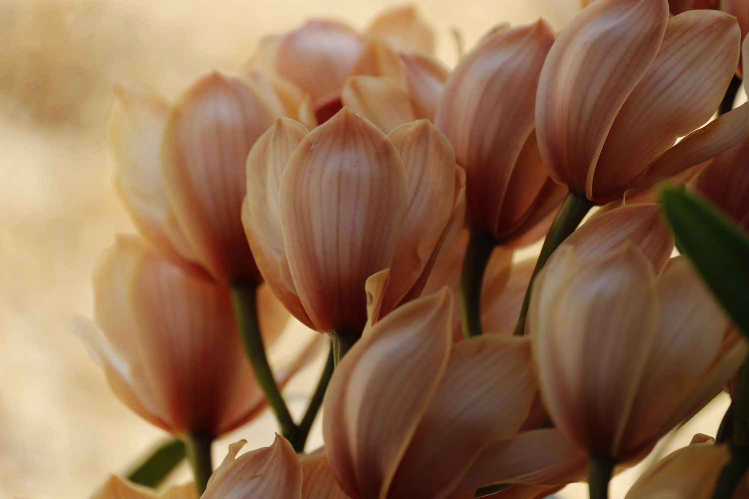 Delicate pink flowers with soft petals bloom in close-up against a warm golden background.