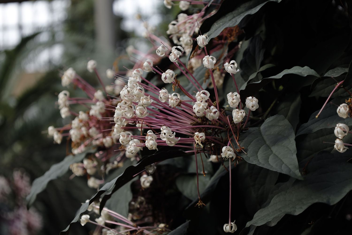 Delicate pink and white flowering Clerodendrum vine with dark green leaves in a moody garden setting.