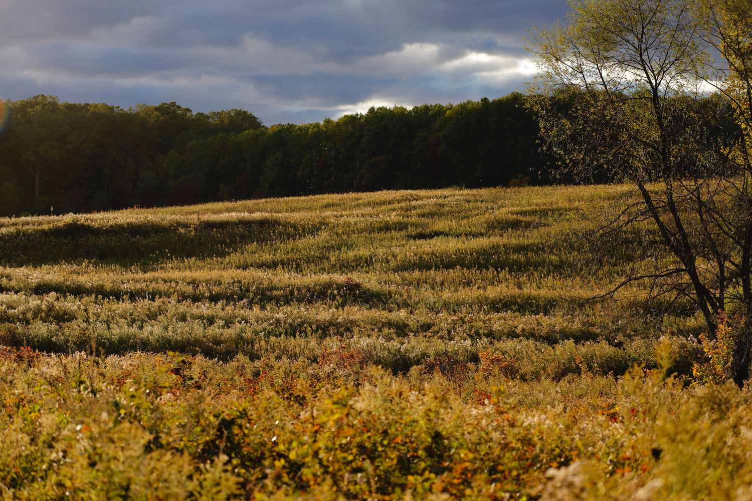 Golden field stretches toward distant forest under dramatic cloudy sky.