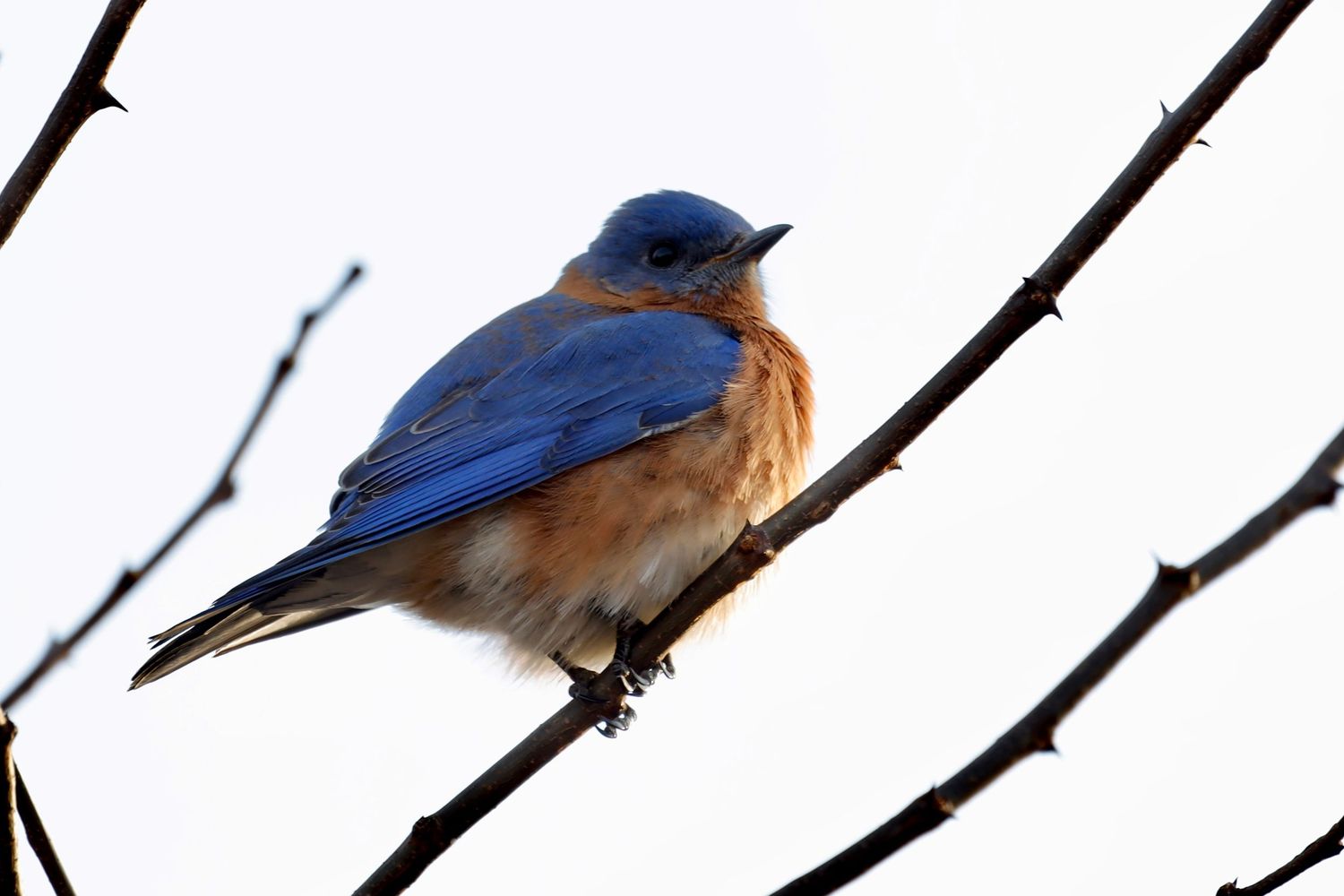 Eastern bluebird with vibrant blue and orange plumage sits on bare winter branch.