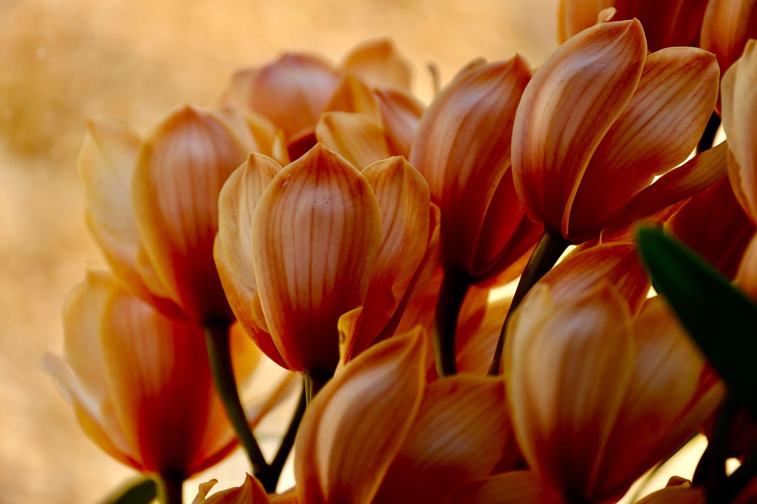 Close-up of orange and peach-colored tulips with warm golden backlighting.