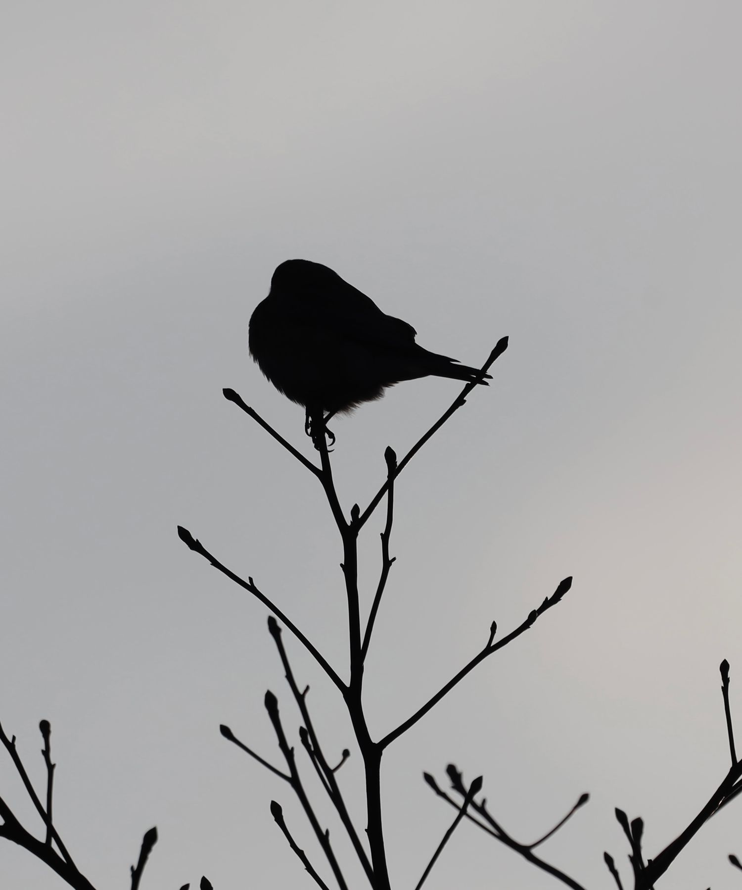 Bird silhouette perched on delicate winter branches against overcast sky.