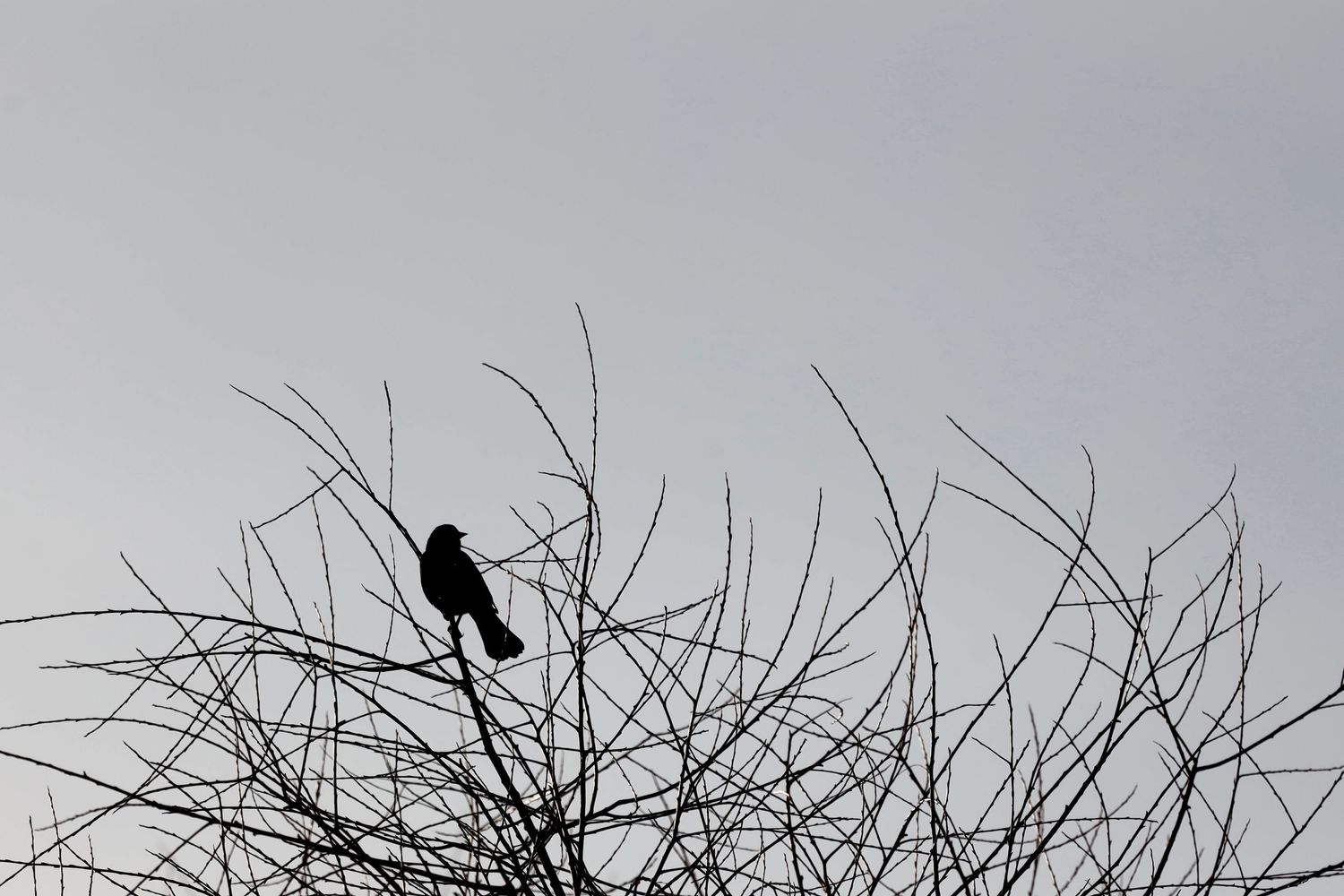 Silhouette of bird on bare branches against grey winter sky.