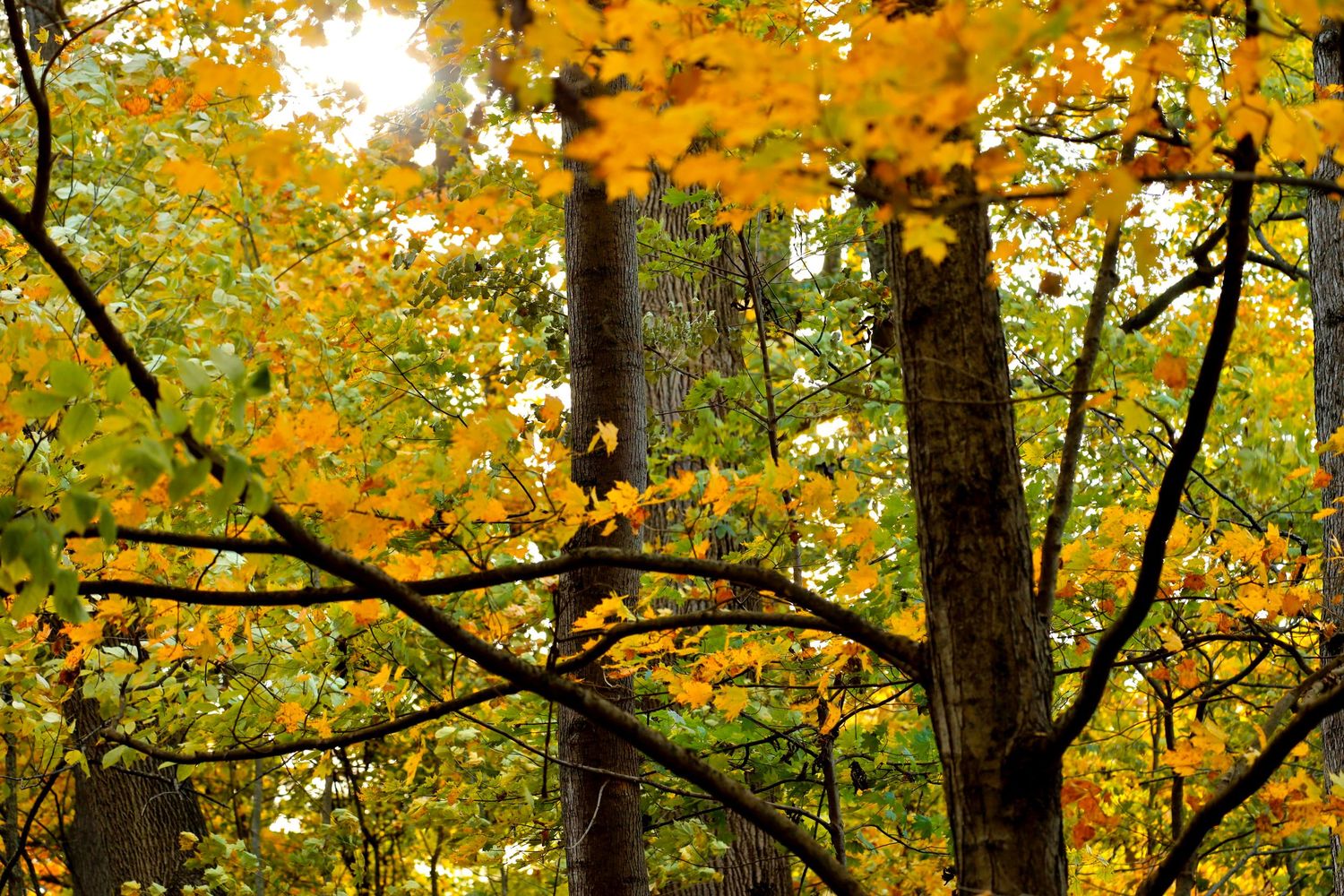 Vibrant yellow and orange autumn maple leaves illuminated by sunlight in a forest canopy.