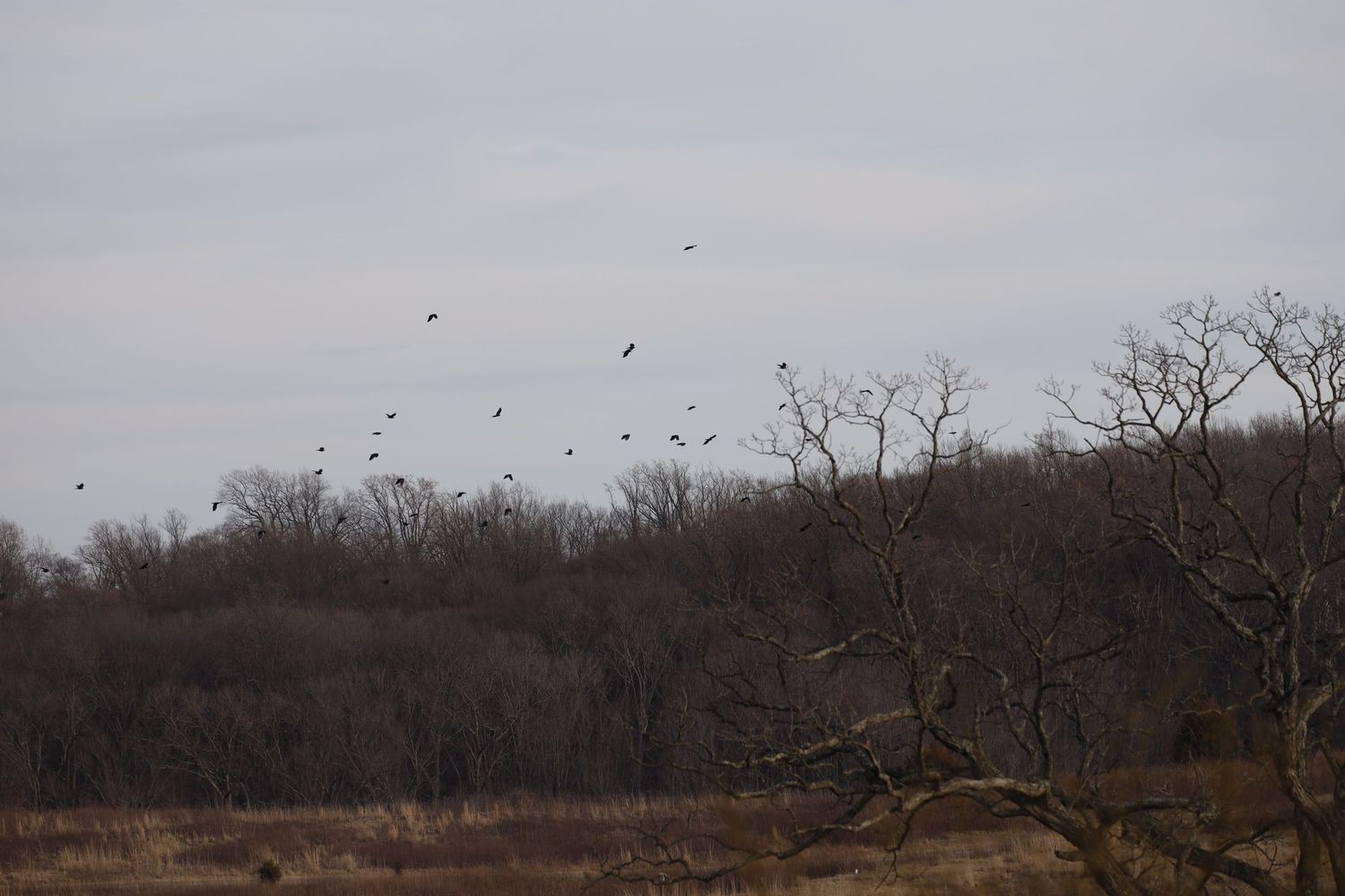 A flock of birds flies above bare winter trees and brown fields under an overcast sky.