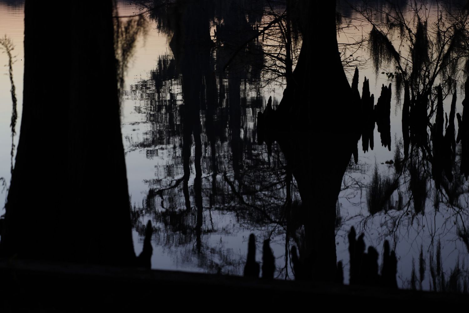 Dark silhouettes of tree reflections cast haunting shadows on a misty lake surface at dusk.