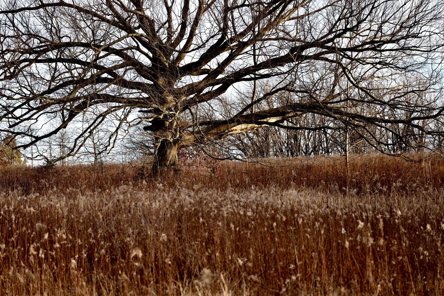 Large oak tree stands in a field of golden cattails during autumn season.