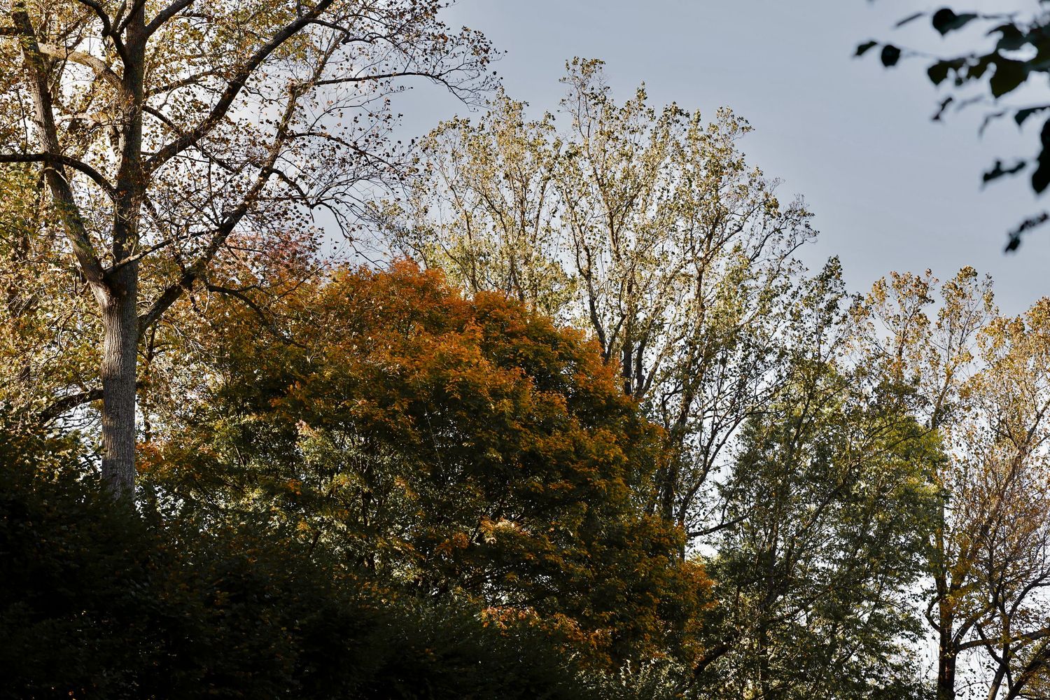 Autumn treetops with golden and orange foliage against grey sky.