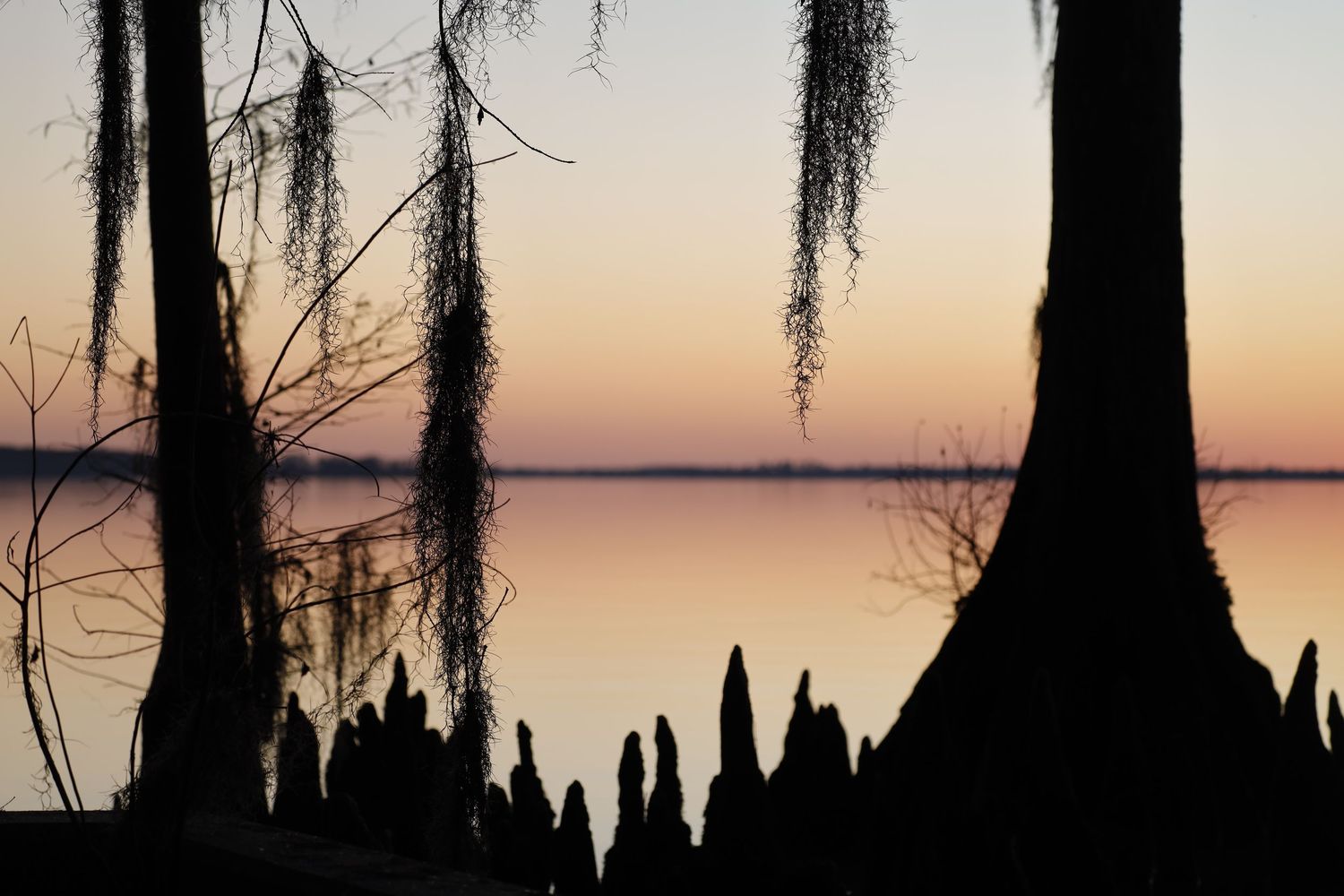 Silhouetted cypress tree knees and moss against a pastel sunset on a still lake.