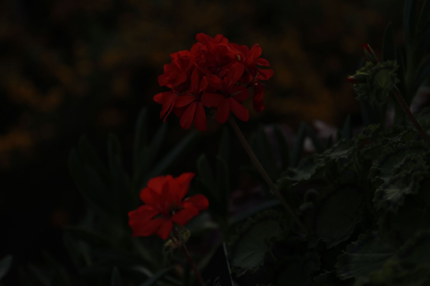 Deep red marigold flowers bloom against dark foliage in a moody, low-light garden setting.