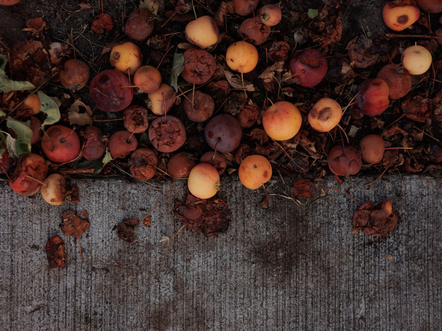 Fallen rotting apples and pears scattered on grey concrete ground in autumn, showing decay and seasonal change.