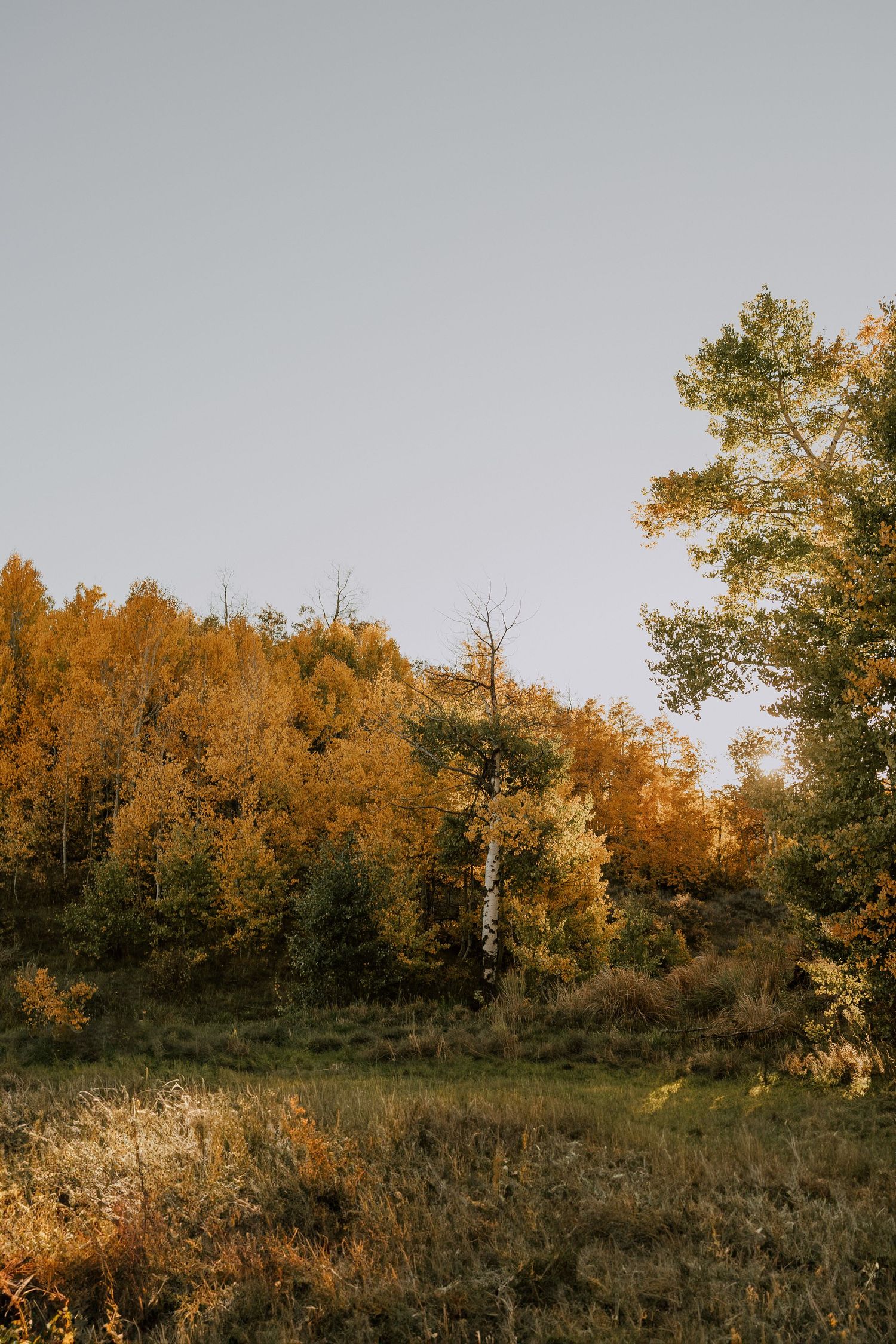 Autumn forest landscape with golden yellow and orange foliage trees on a hillside under a pale gray sky.