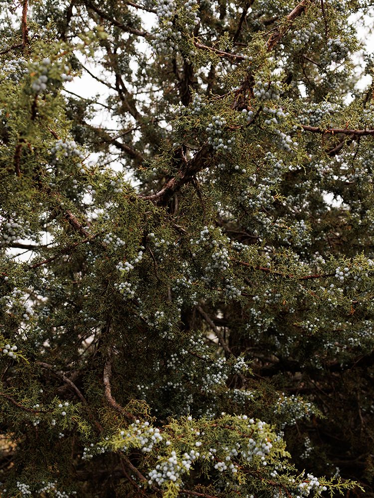 Dense evergreen juniper tree with blue-green berries and sprawling branches against a pale sky.