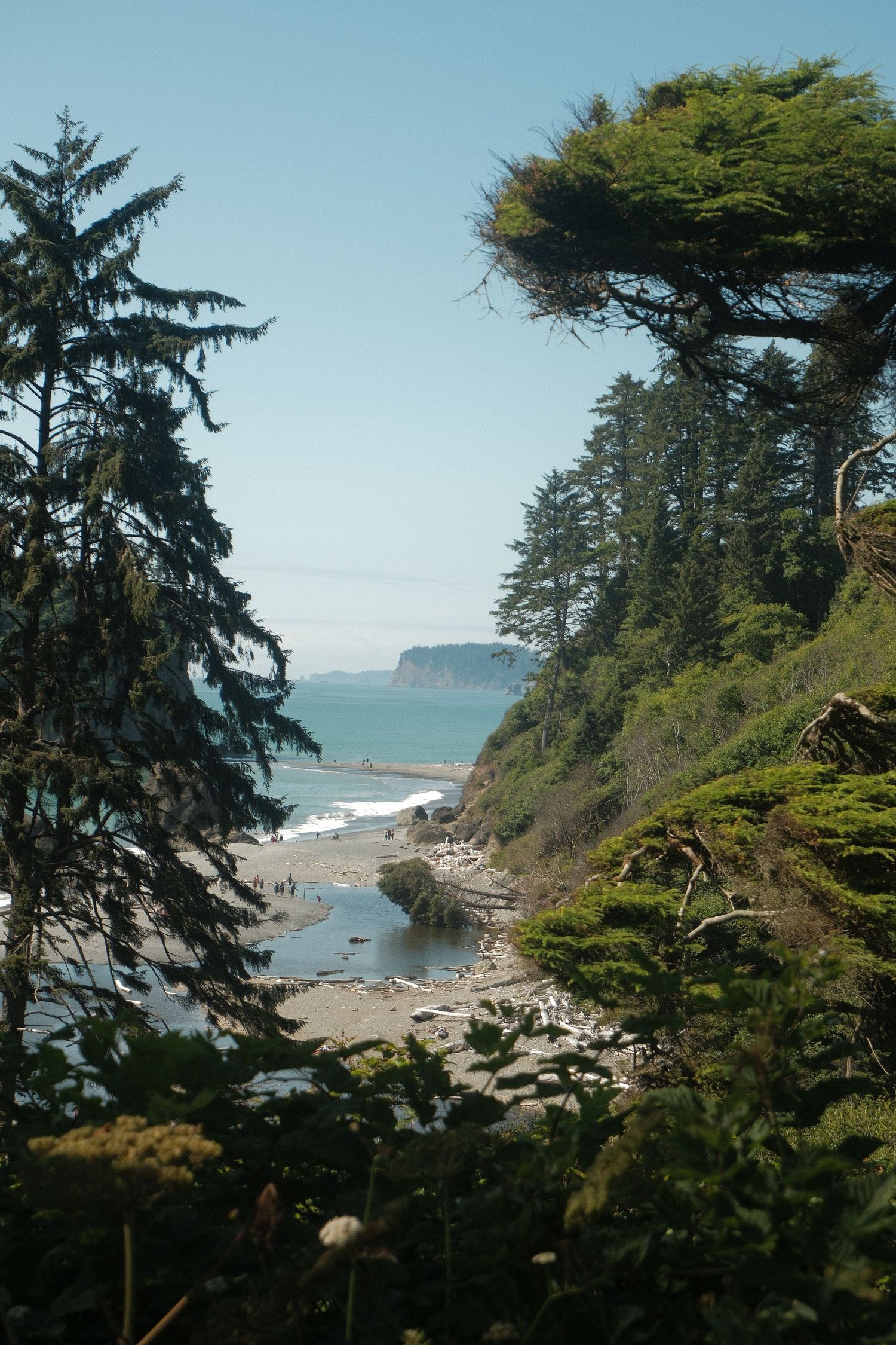 Scenic Pacific Northwest coastline framed by tall evergreen trees, with rocky beach, ocean waves, and distant headland under clear blue sky.