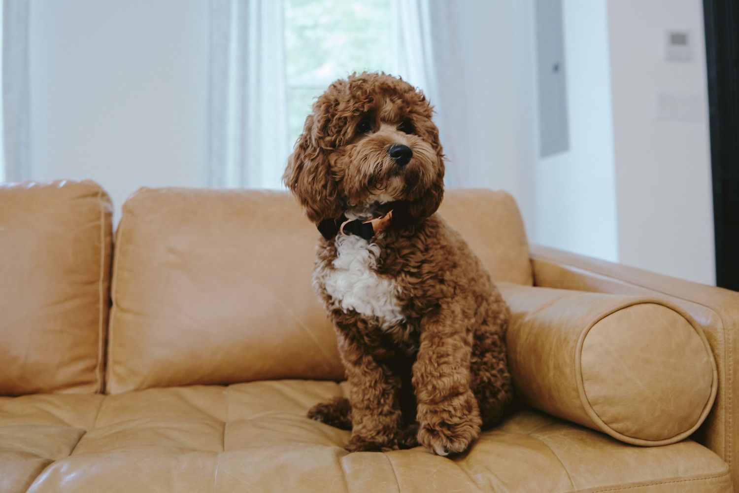 A brown goldendoodle dog with curly fur sits attentively on a tan leather couch in a bright room.