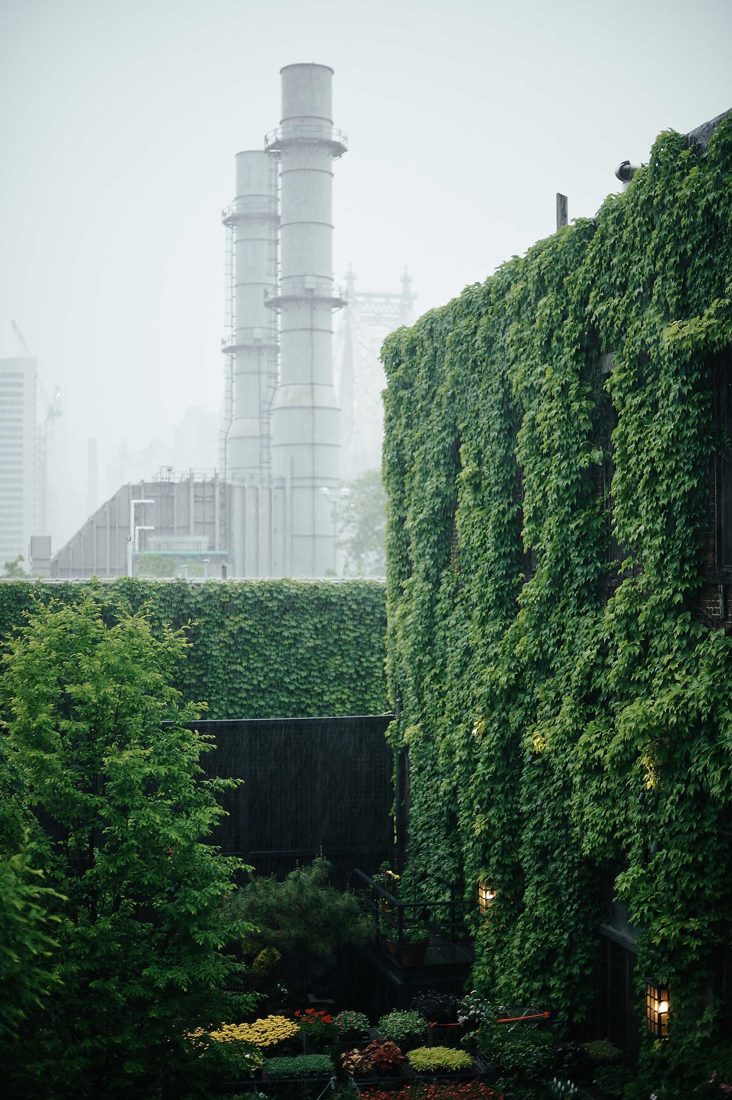 Industrial smokestack towers rise behind a lush green wall of climbing vines in an urban garden setting.