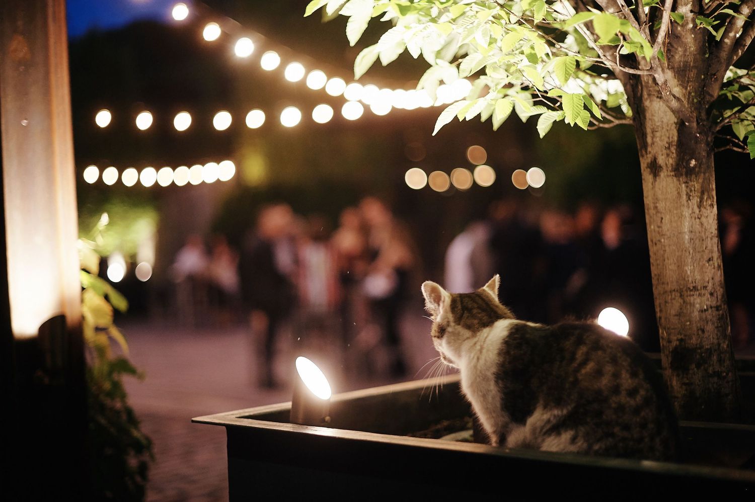 A cat rests on a ledge at an outdoor evening event with glowing string lights in the background.