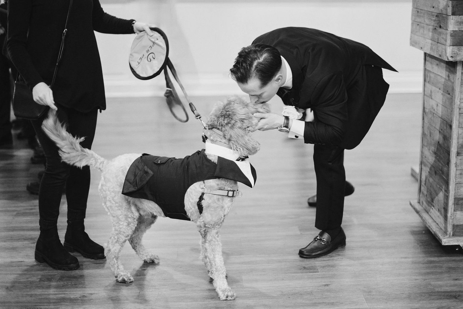 Vintage black and white photo of a person inspecting a dog wearing a coat on a wooden floor.